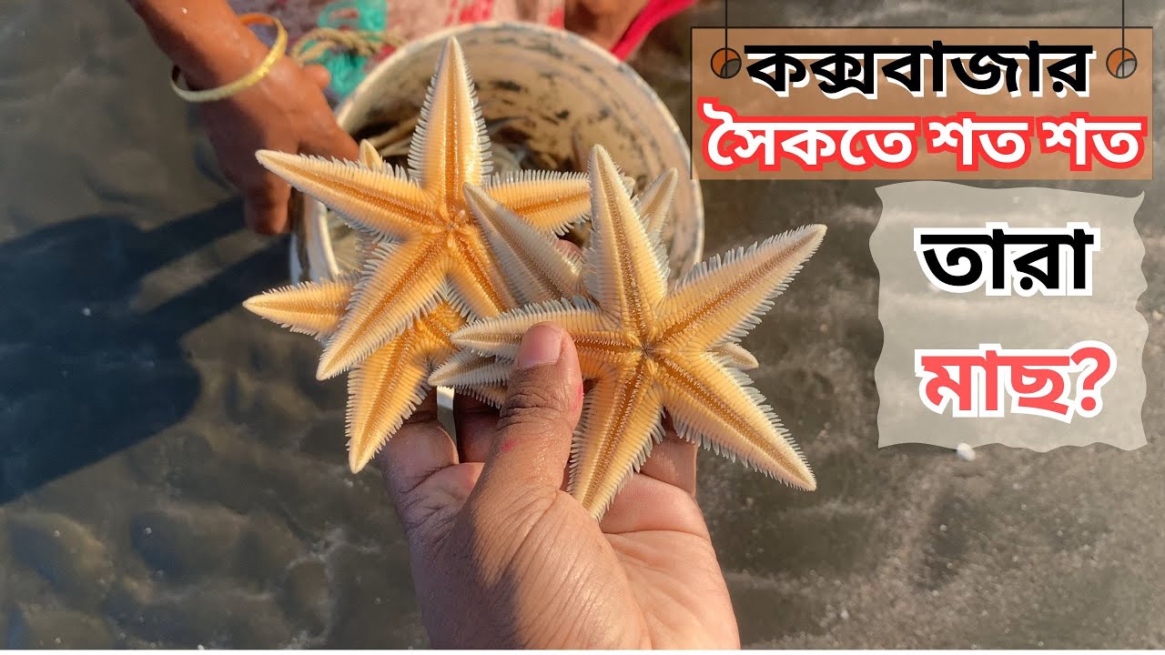 শত শত জীবিত তারা মাছ কোথায় গেলে কুরিয়ে পাবেন। কক্সবাজার সমুদ্র সৈকত। 