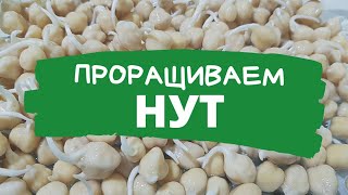 Как прорастить нут?