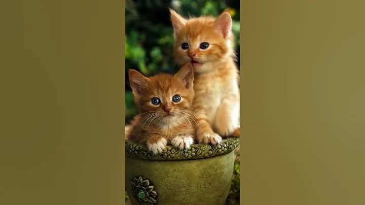 Video 9609591: cats catlover kitten cute, cats kitten funny catlover, cats cute kittens compilation, kitten cute catlover baby