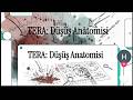 TERA Düşüş Anatomisi - TERA Hissesi Çöküş mü, Fırsat mı? | 229 TL "Son Kale" Analizi!