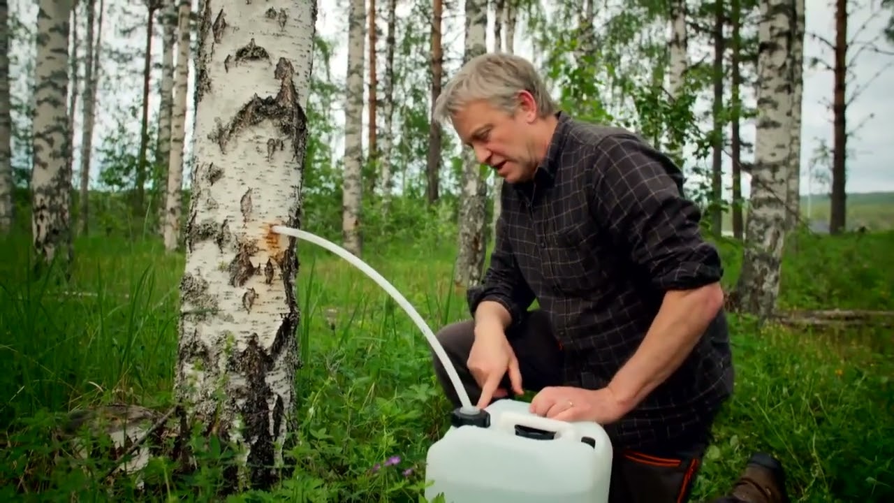 Documentary on how birch sap wine is made at Savhuset Åre AB