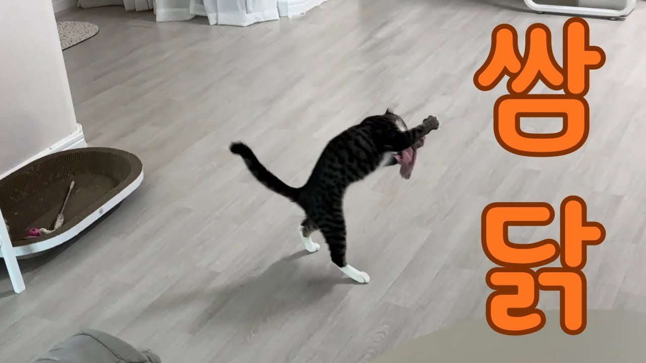 쉐도우 복싱하는 아깽이