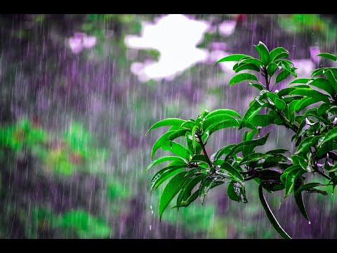Βίντεο: Κηπουρική στη βροχή – Πώς η βροχή μειώνει το άγχος