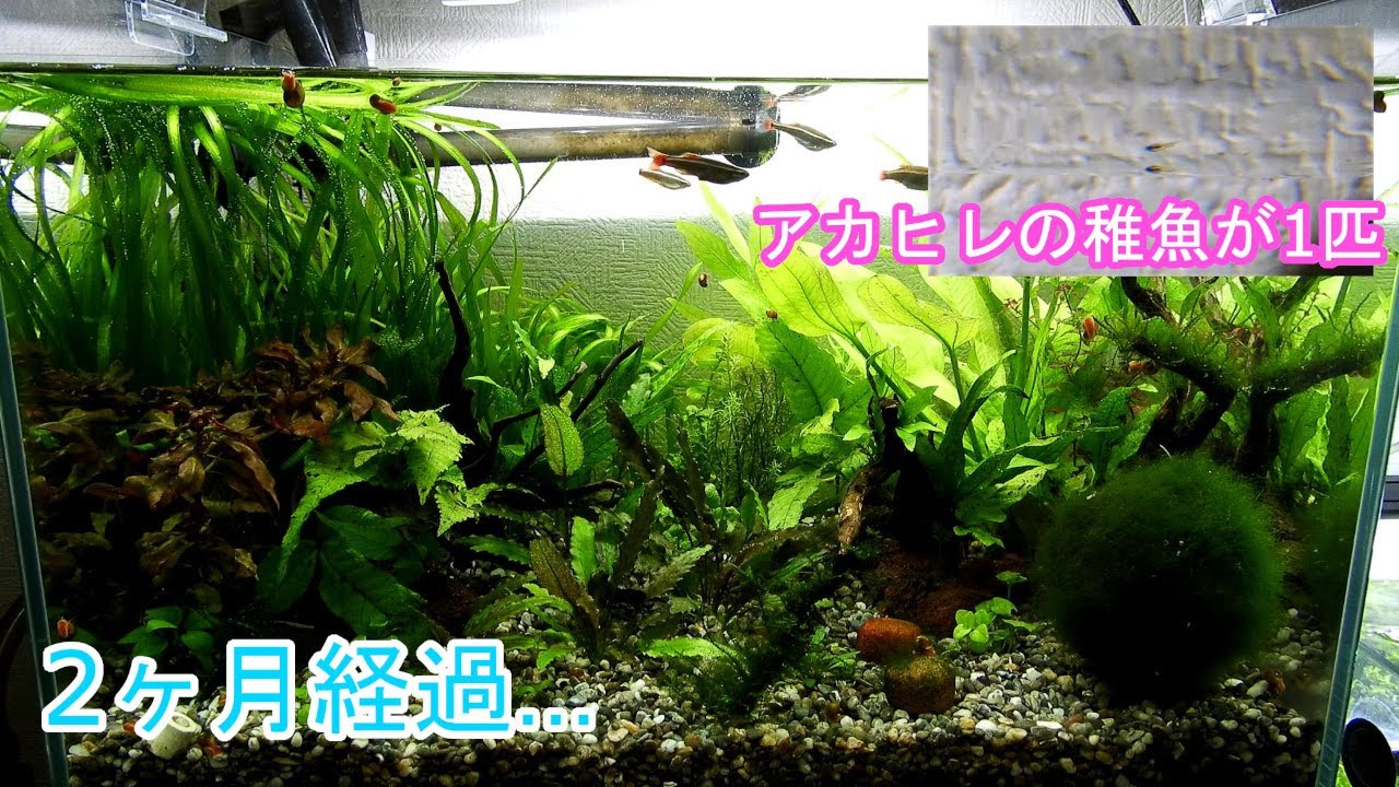 アクアリウム 45cm水槽 7 アカヒレの稚魚発見 Youtube
