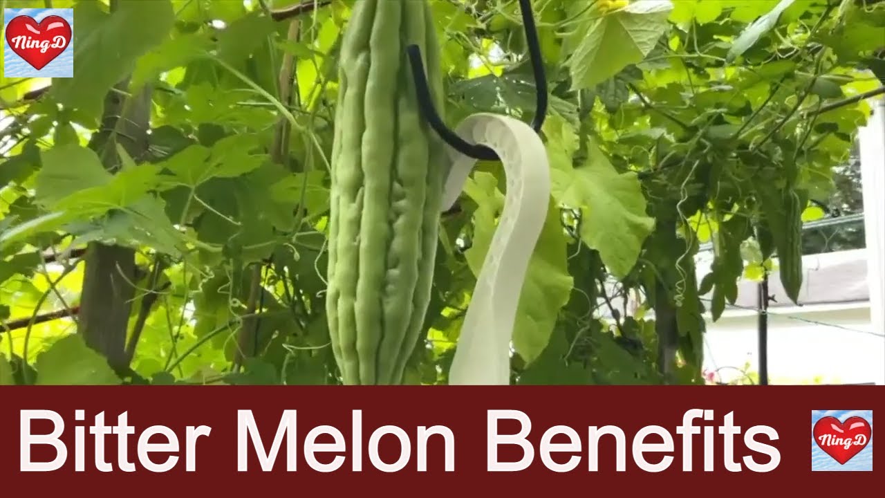 My Sister's Bitter Melon (AMPALAYA) Plant // Benefits of Bitter Melon