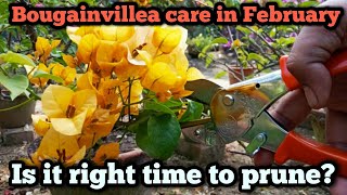 Bougainvillea Pruning || How to care Bougainvillea in February ||Baganbilas