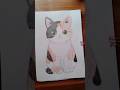 kedi çizip boyuyorum #art #sanat #drawing #cat #çizim #resim