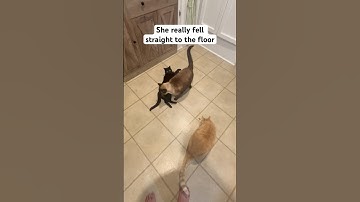 Cats go crazy for catnip. 🤪 #shorts #cats #funny #animals #pets