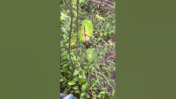 Cây giống Ưng bất bạc rừng sđt 0793215680