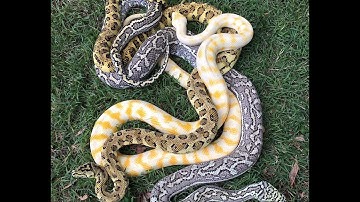 2016 Carpet Python and Olive Python update : K Brothers Pythons : ep. 35