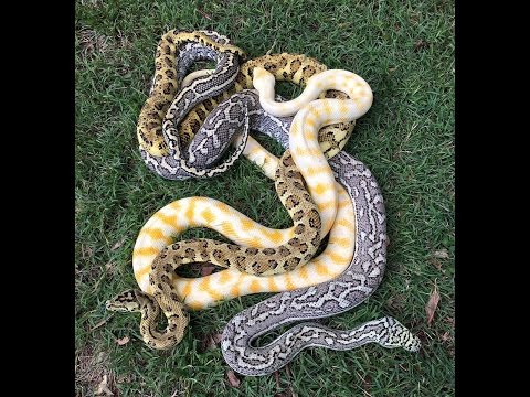 2016 Carpet Python and Olive Python update : K Brothers Pythons : ep. 35