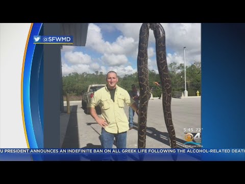 Giant Python Caught In Everglades