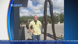 Giant Python Caught In Everglades