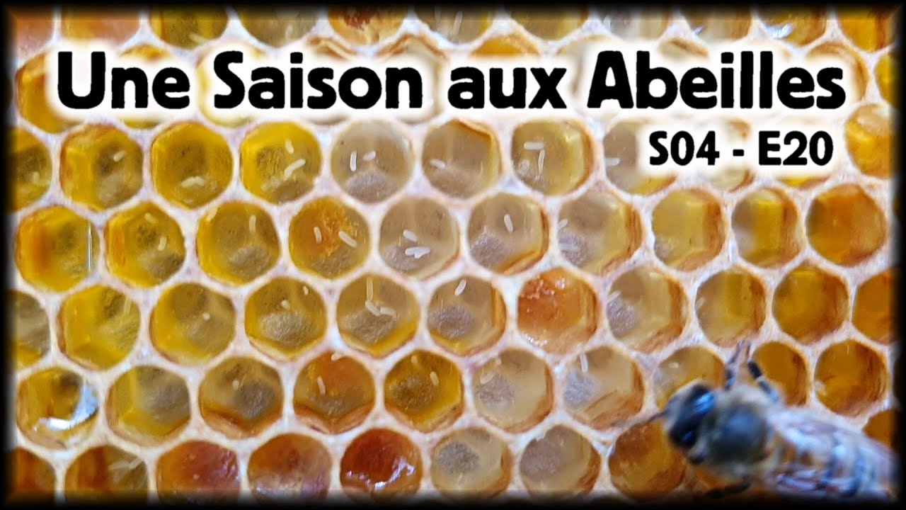Une Saison aux Abeilles S04 E20 YouTube