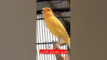 تغريد ذكر الكناري 
