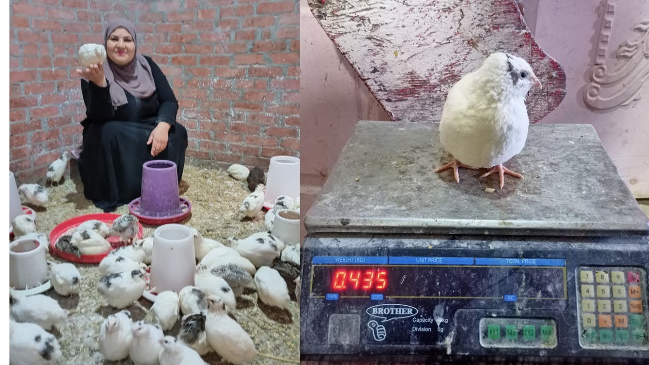 يومي كامل عند السمان والفرق بين السمان البلدي والبيور