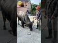 Sự Thật Về Chú Trâu Quỳ Gối Cầu Xin Sự Sống!