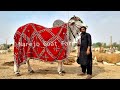 Biggest Sibi Bull Collection of 2022 |Complete Documentary