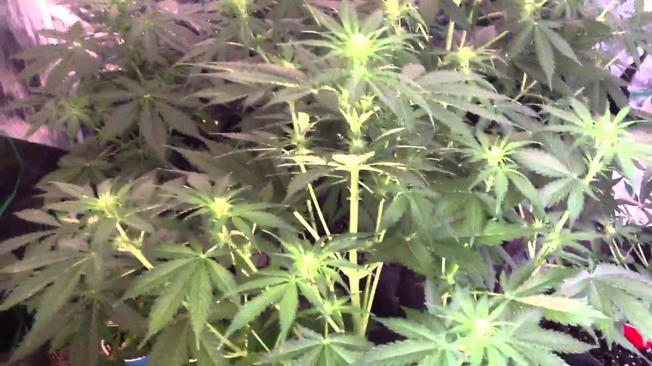 Auto land monster Syrup & Mazar surrounded by magi