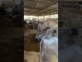 Dairy Farm Business.