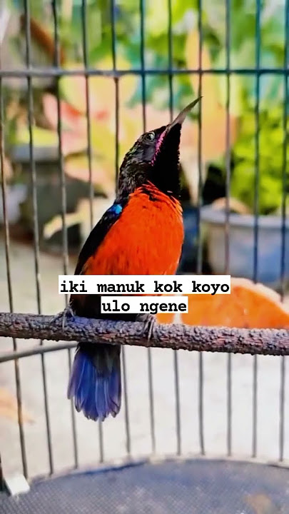 gacor ngobra dengan sang kolibrininja #konin #kolibrininja #masteranburung #bird #mangkicauoffecial
