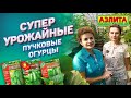 Самые Урожайные Огурцы от Натальи Петренко