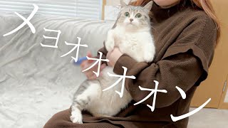 Our Cat Begs Owner Not to Leave by サウナ猫しきじ 7,309 views 4 months ago 12 minutes, 54 seconds