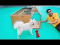 Dog In Mirror Maze | क्या कुत्ता भूलभुलैया में से निकल पायेगा? Very Surprising Results