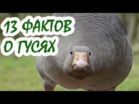 13 фактов о гусях