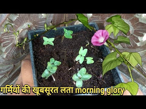 Video: Morning Glory Seeds - Zaden oogsten van Morning Glory Flowers