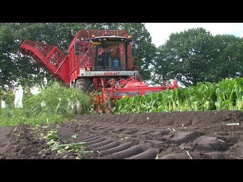 Video: Het Gebruik Van Cichorei