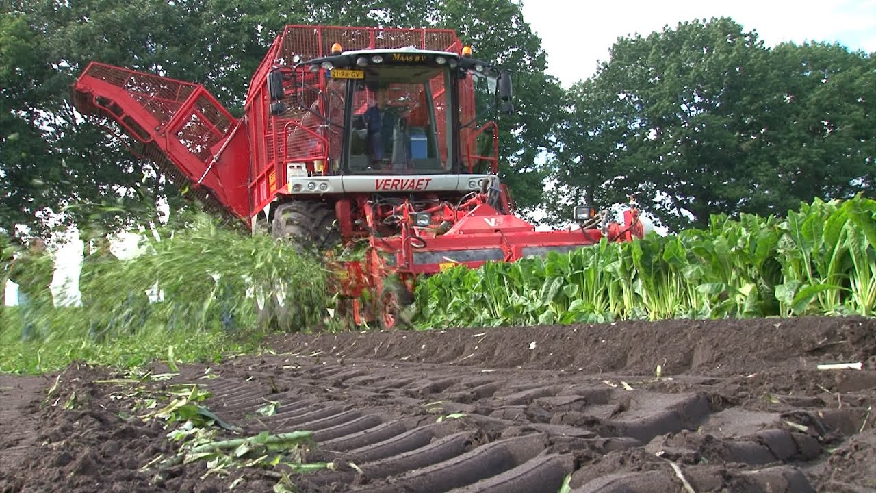 Demonstratie oogsten van cichorei - www.akkerwijzer.nl