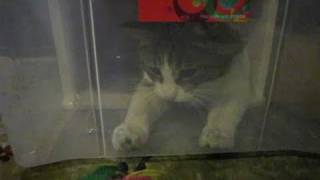 届かない猫じゃらし