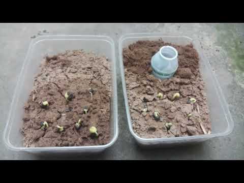 KTHN7 - Thí nghiệm chứng minh tính hướng nước của cây