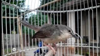 ciblek gunung isian belalang sambung kapas tembak