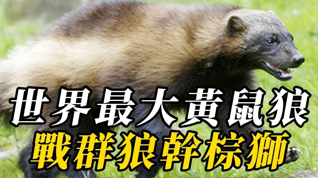 全世界最大的10種黃鼠狼，長達1米多，敢與狗熊搶食物！第壹名見過的人直呼不可能，卻真實存在！以北極熊爲食！99.99%的人沒有見過！#世界之最 #动物 #动物世界 #科普