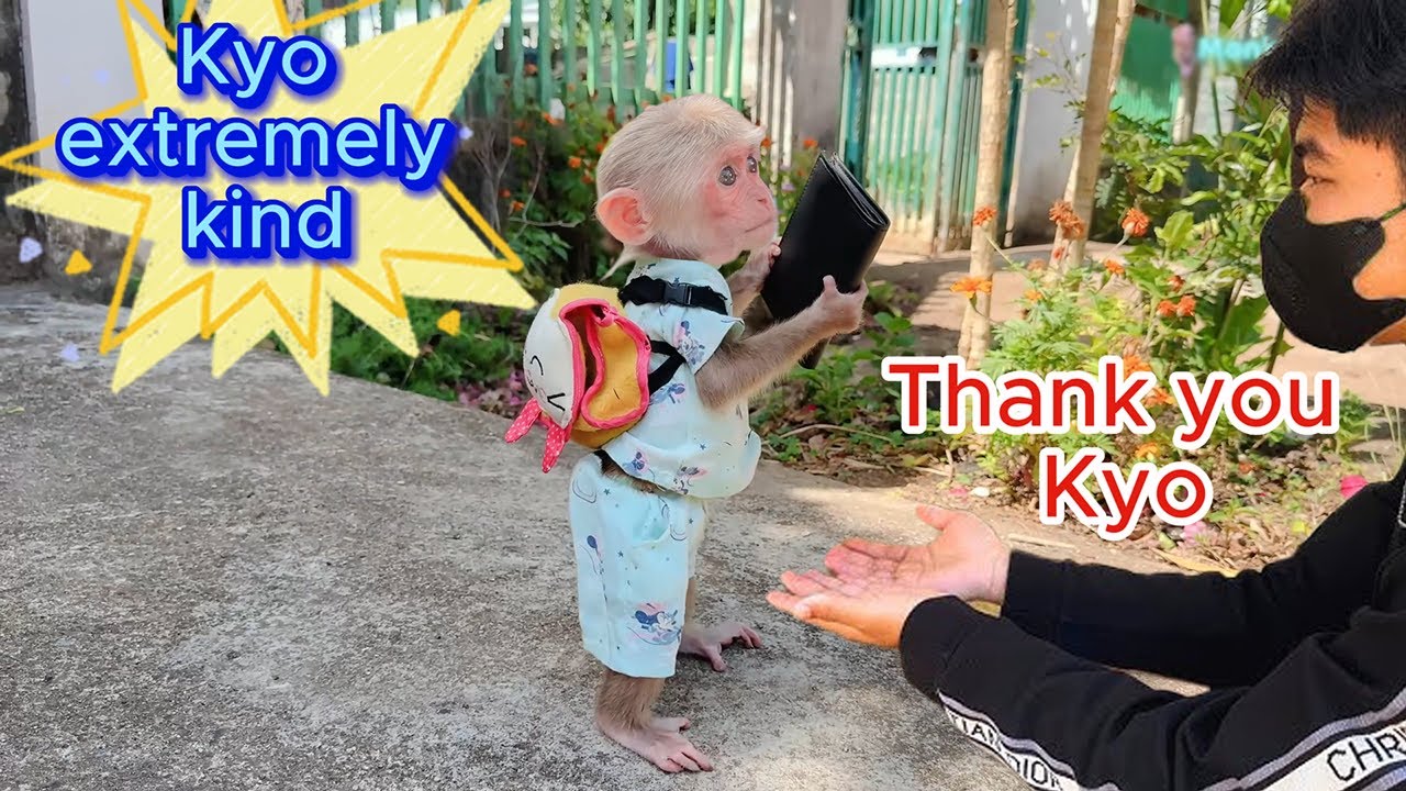 baby Monkey Kyo's Kind Deed : pick up lost item and return it to owner