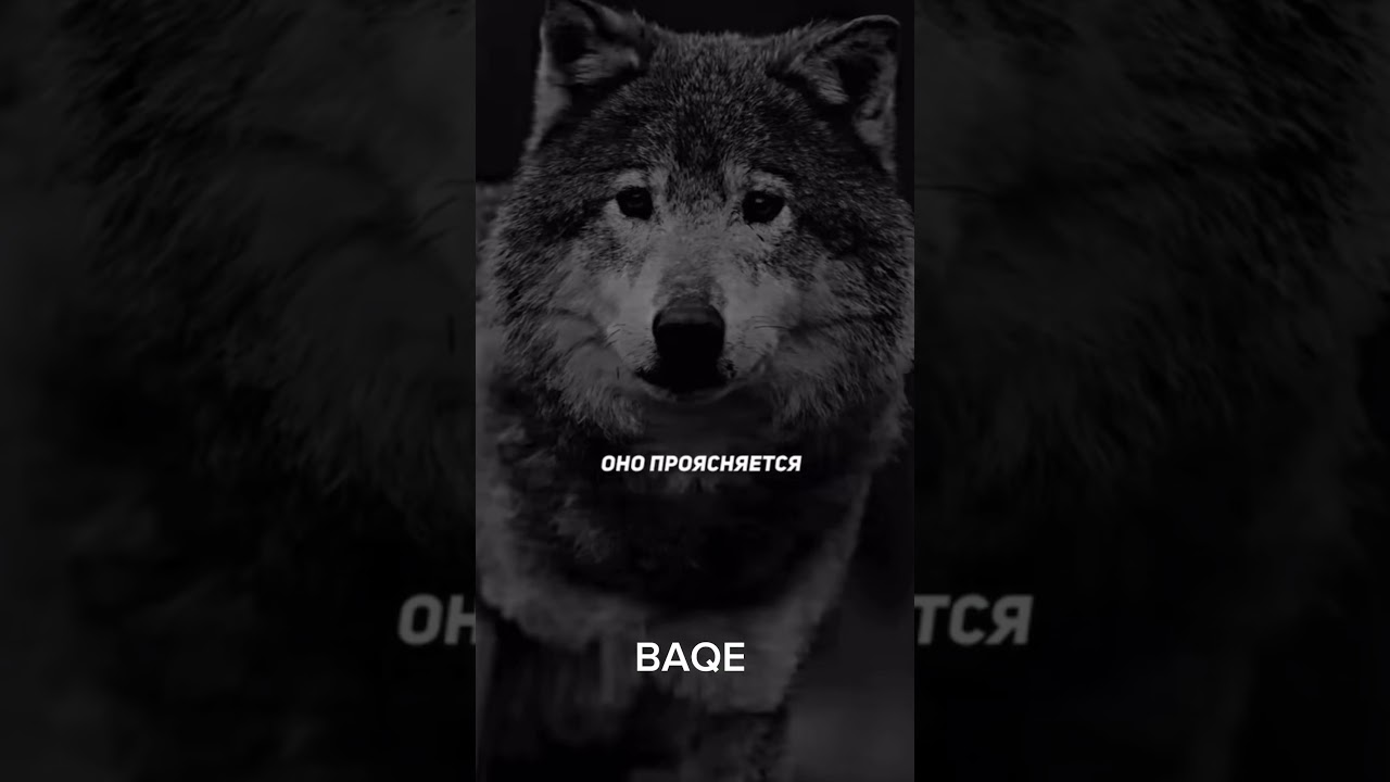 BAQE-Тебе просто нужно начать 