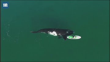 Drone footage captures huge whale pushing paddleboarder in Argentina