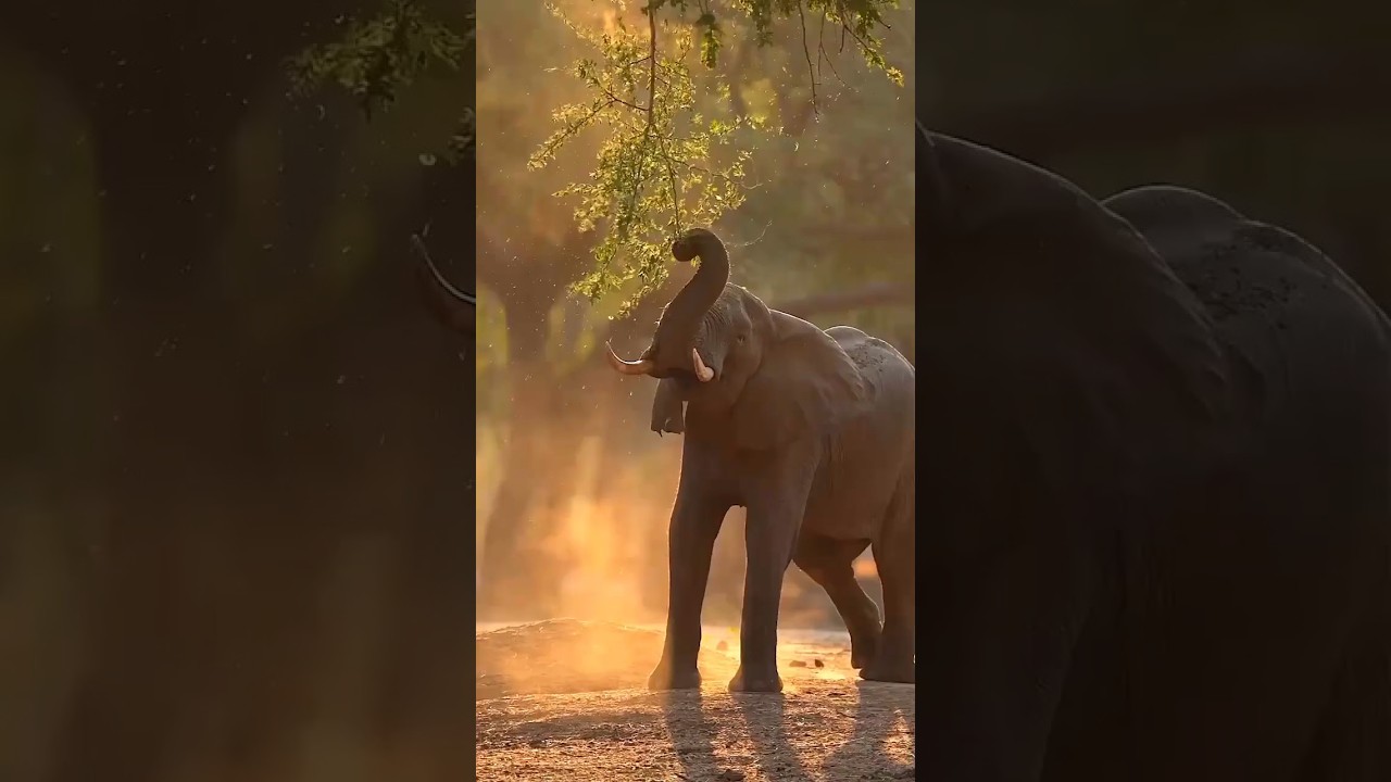 elephants story ❣️🤔🤔😱😱😱😱