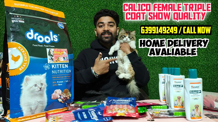 Video 11744321: calico persian cat, persian cat kitten, cat kitten cute