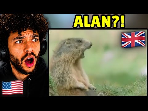 American Reacts to Funny British Animal Voiceovers