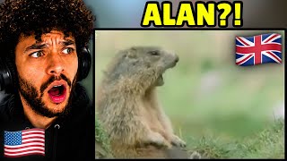American Reacts to Funny British Animal Voiceovers