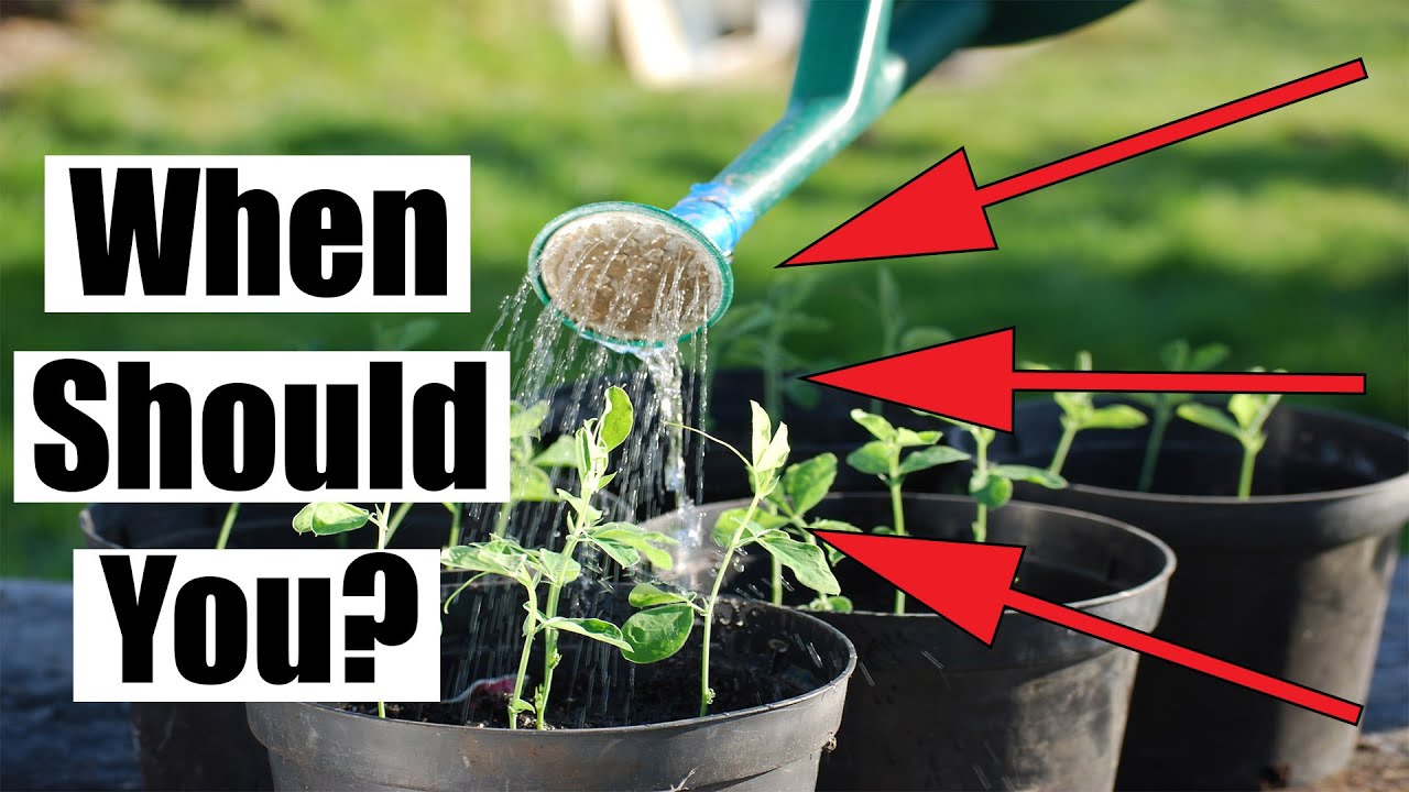 When To Water Seedlings When Should You? YouTube