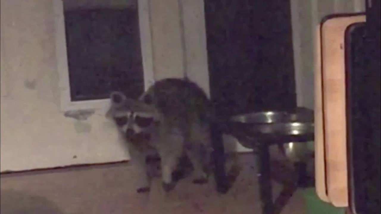 =Raccoon Breaks And Enters Through Doggy Door YouTube