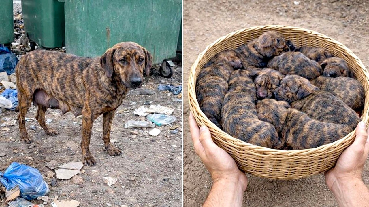 Я в шоке! Умная собака-мама привела ко мне своего щенка! 🐶✨