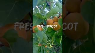 Fresh Apricot