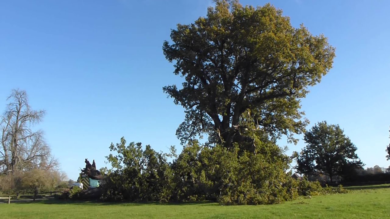 Cowdray Oak - Eikartré - greinin sem ég stóð undir