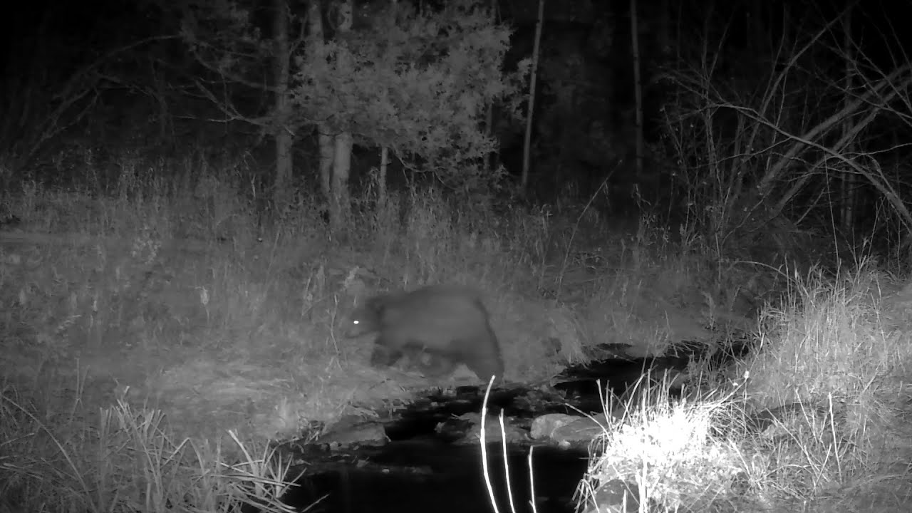 Chubby Black Bear Cubs Prepare for Hibernation