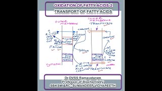 Carnitine shuttle  system for transport of fatty acids- Dr. DVSSR